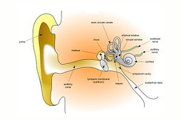 PTA (Pure Tone Audiometry)